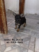 Filhotes de pinscher nº1